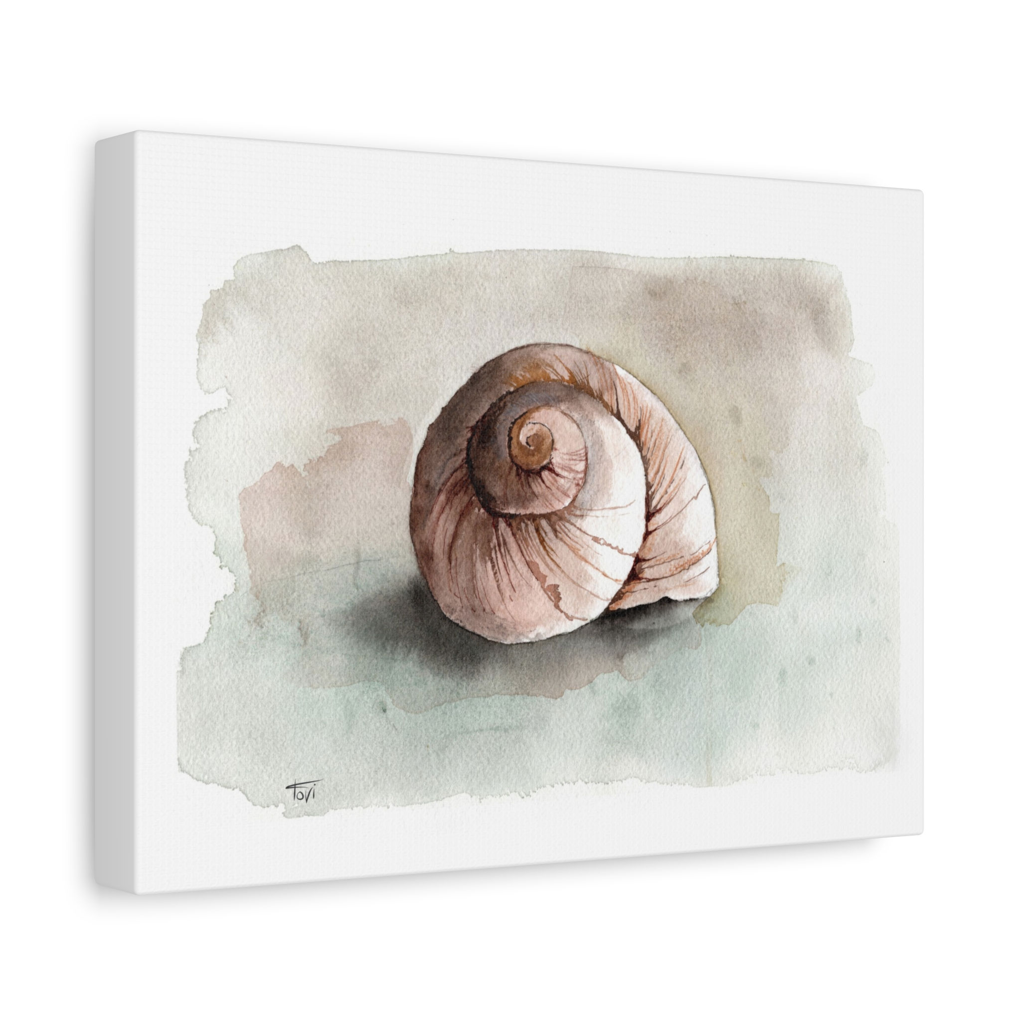 Pink Spiral Shell - Canvas Print