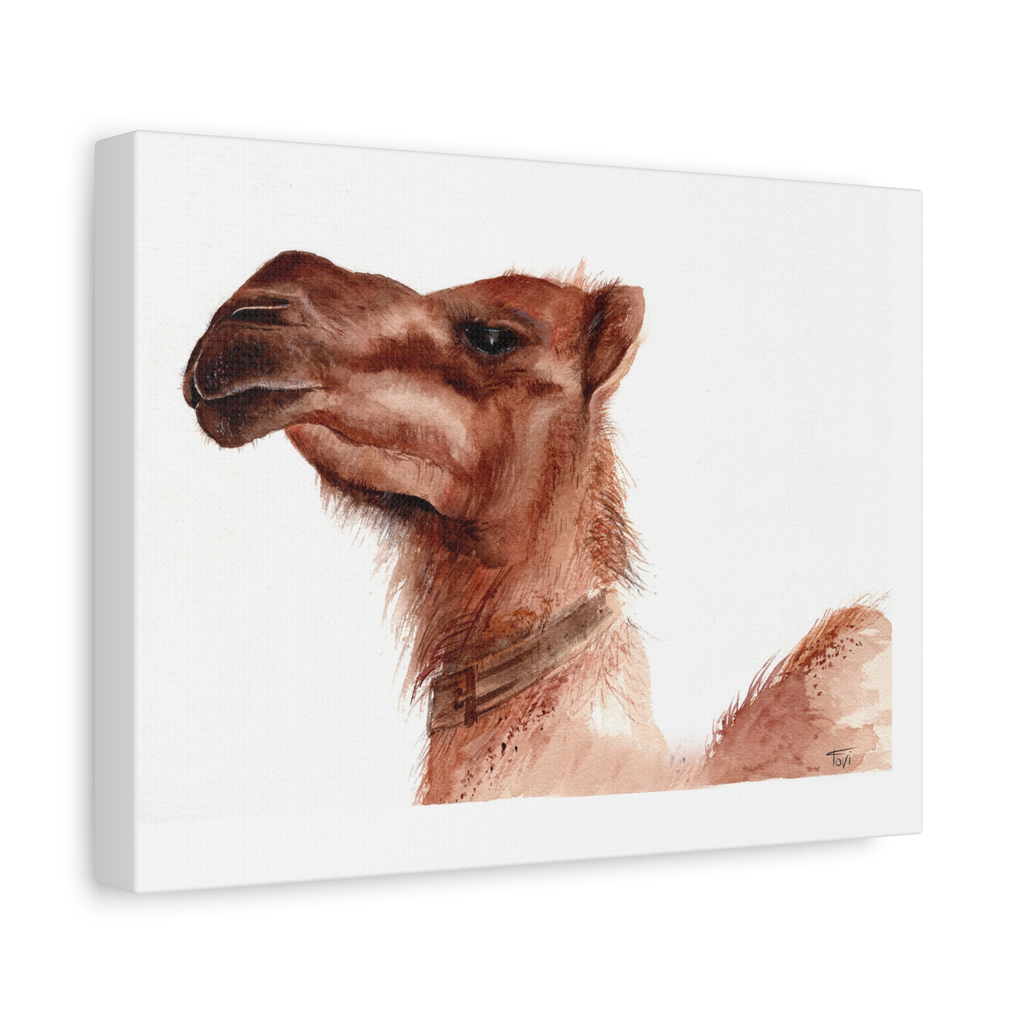 Camel Portrait - Canvas Print