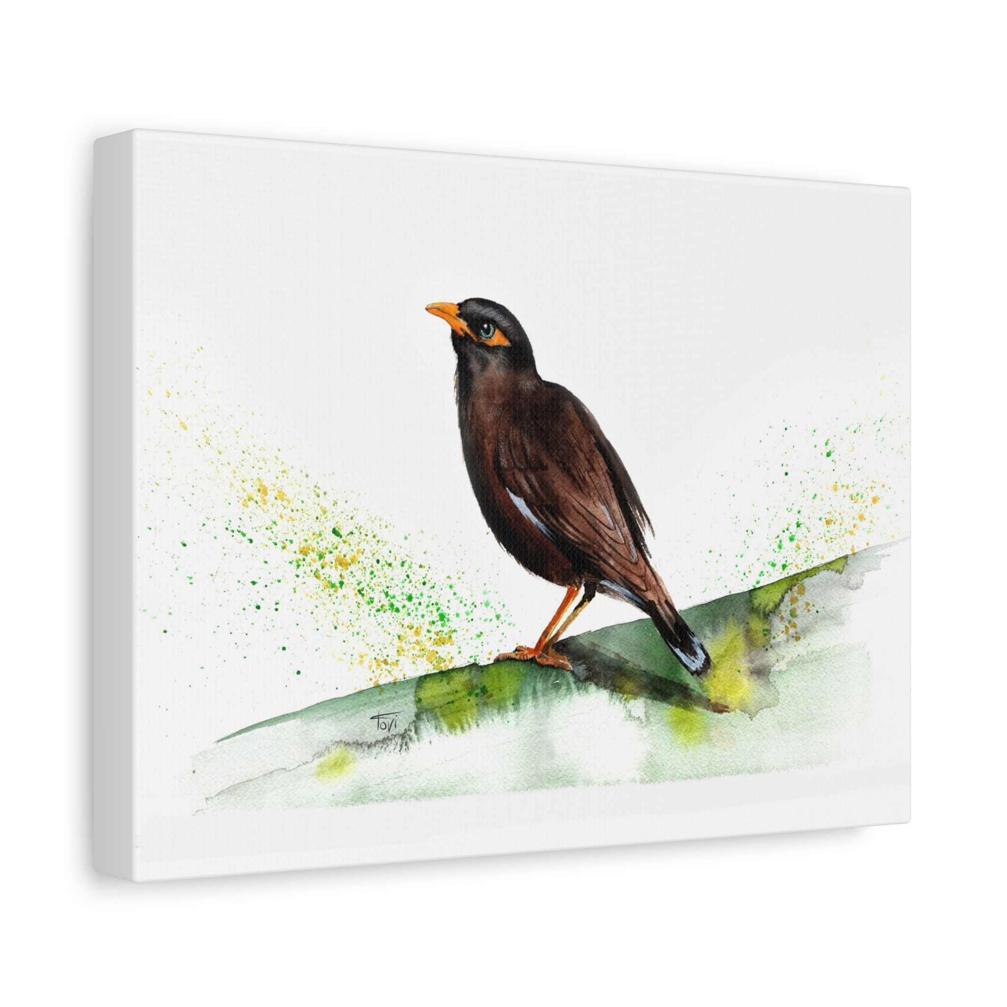 Common Myna - Canvas Print