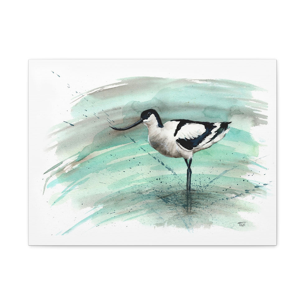Thumbnail: Pied Avocet - Canvas Print