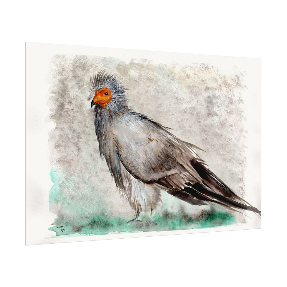 Thumbnail: Egyptian Vulture - Fine Art Print