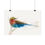 Thumbnail: European Bee-eater - Fine Art Print