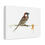 Thumbnail: House Sparrow - Canvas Print