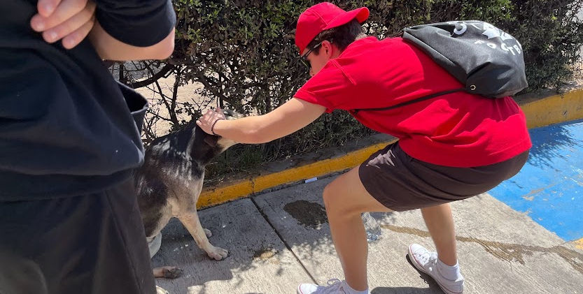 Here doggy, doggy