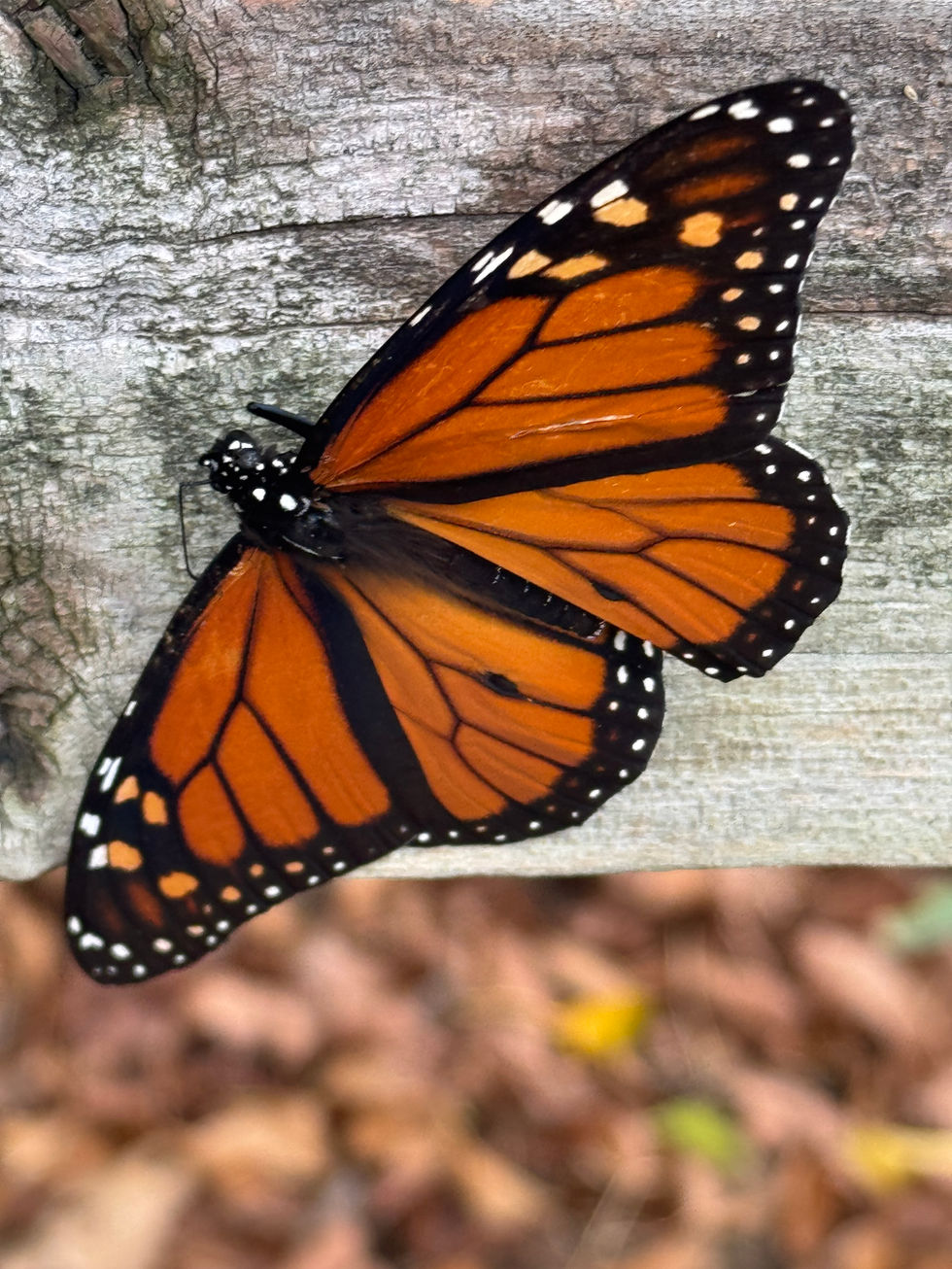 Paxton Just Hatched - photo
