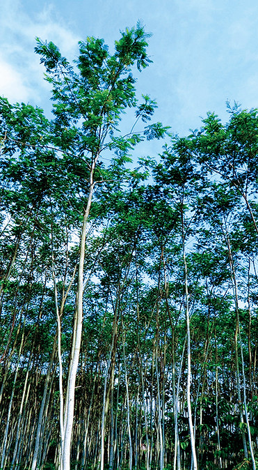 View of our plantation at Lumajang factory