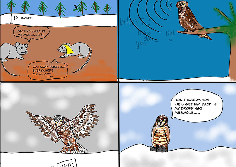 northern hawk owl complete.jpg