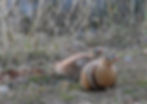 Painted Sandgrouse