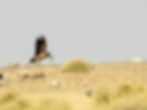 white-rumped-vulture