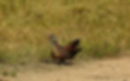 Painted Sperfowl