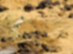 black-crowned-sparrow-lark