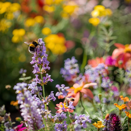 Garden Design - Getting the most out of your outdoor space.