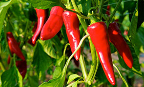 Piment de type ''Espelette'' (Goria)
