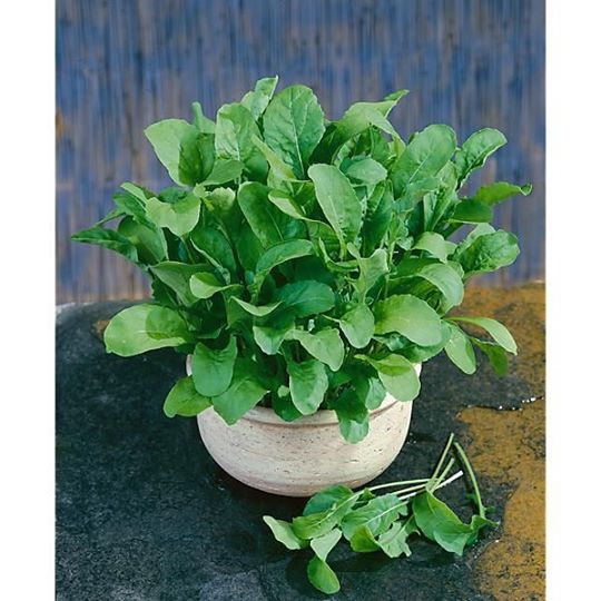 Roquette "Appolo"