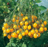 Tomates Mille fleurs