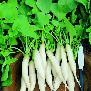 RADIS Daikon ''Blanc de Chine''