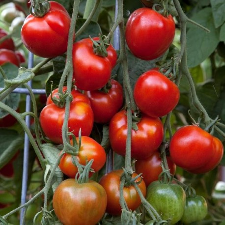 Tomates Stupices
