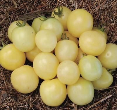 Tomates «Cerise Blanche Mirabelle»