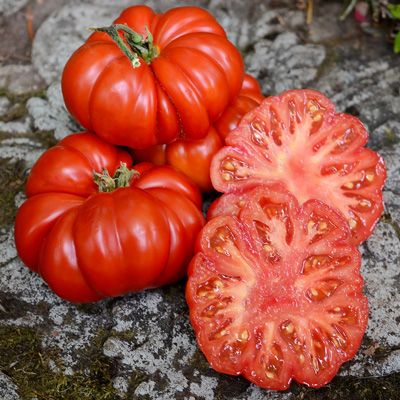 Tomates "Costoluto di fiorentino"