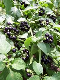 Sunberry (Wonderberry)