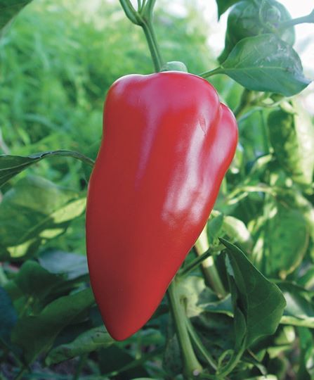 Poivron "Apple"