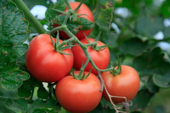 Tomates "Manitoba"