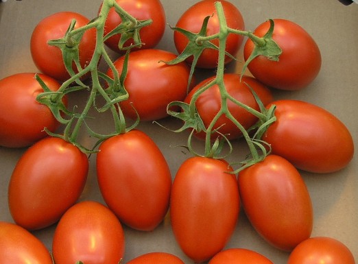 Tomates "Roma"