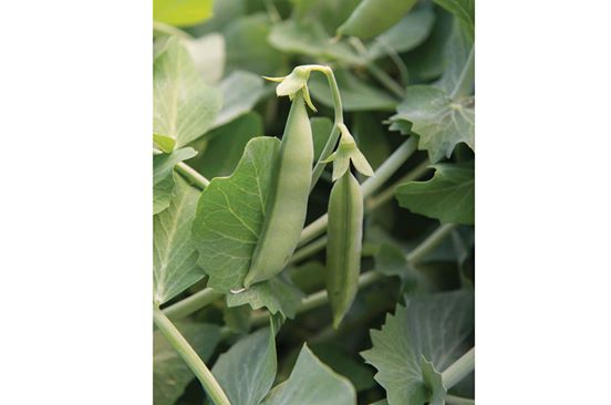 Pois Mange Tout "Sugar Ann"