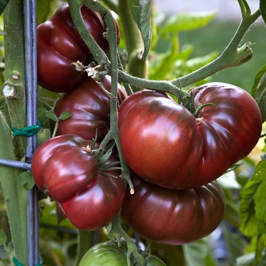 Tomate Noire De Crimée