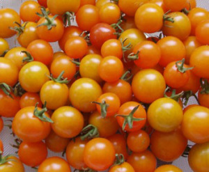 Tomates «Sungold»