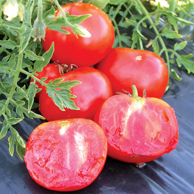 Tomates "Silvery Fir Tree"