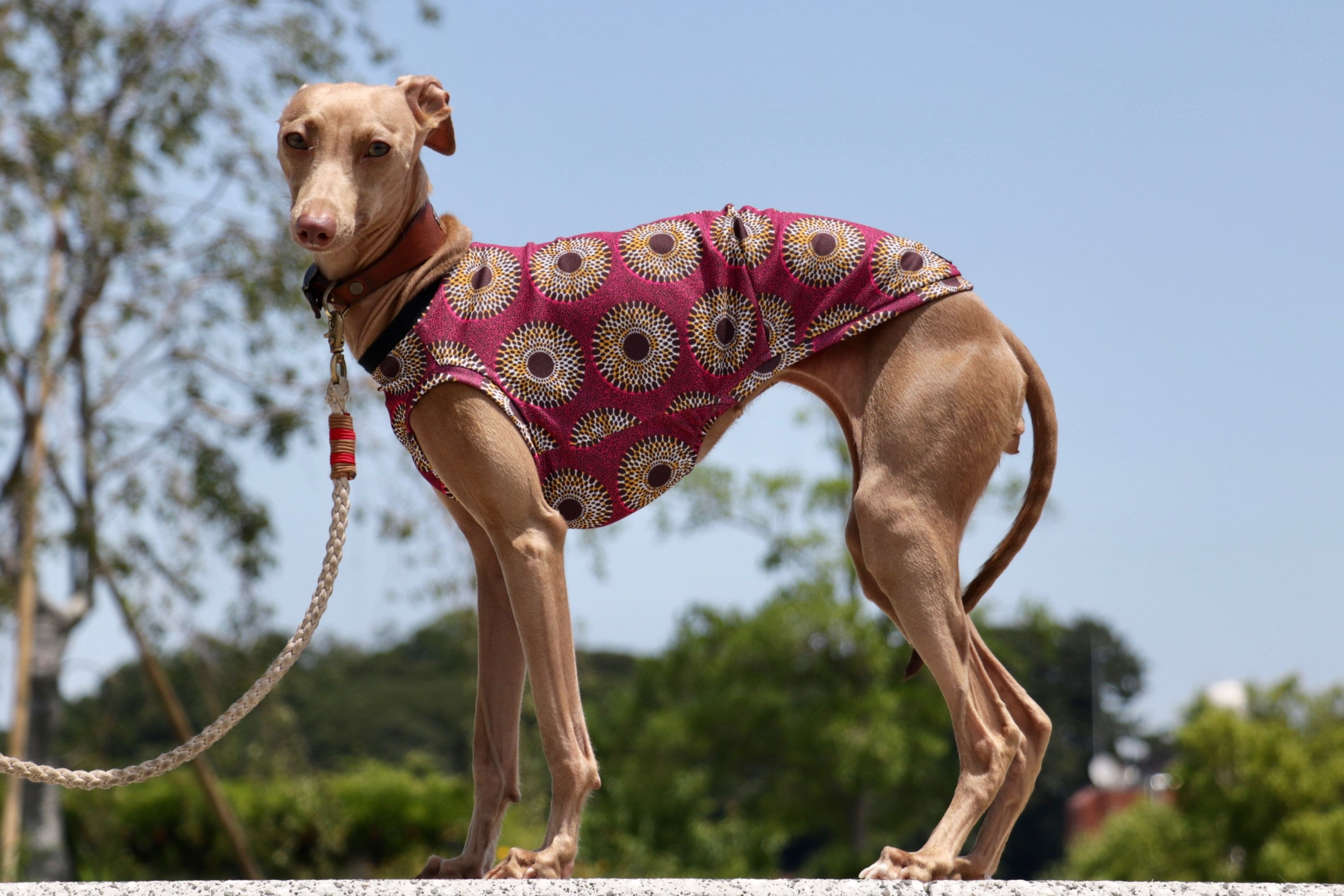 アフリカンクールタンク②