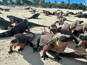 IGUANAS, PIGS, & SHARKS, OH MY!