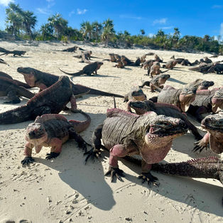 IGUANAS, PIGS, & SHARKS, OH MY!