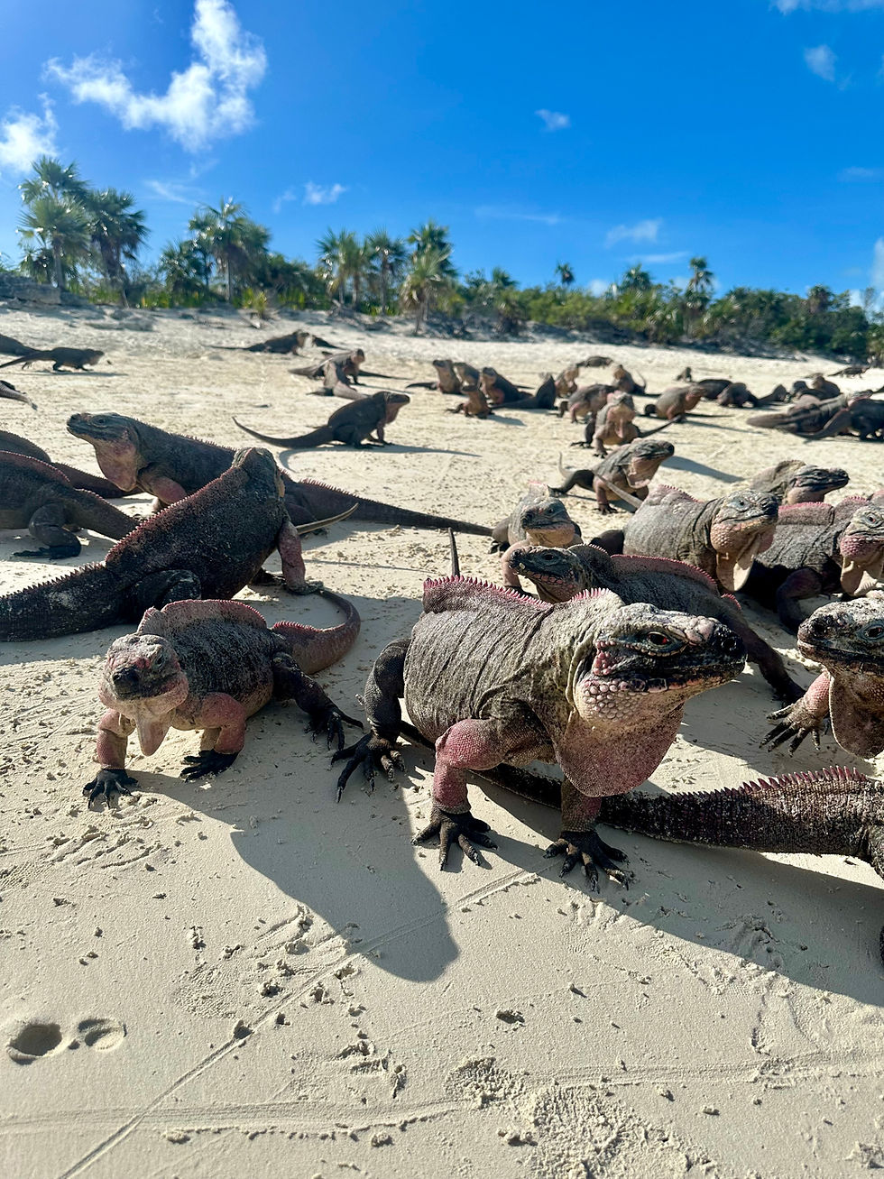 IGUANAS, PIGS, & SHARKS, OH MY!