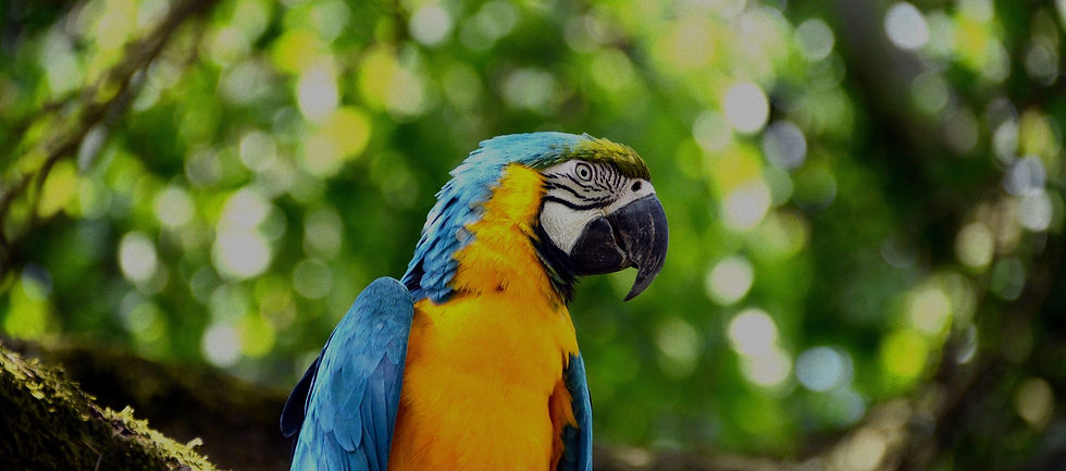 pexels-pixabay-434041_edited_edited_edited_edited.jpg