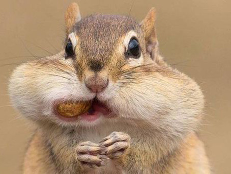 Don't be a chipmunk...