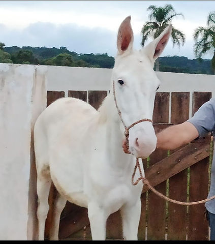 mulas exoticas 5.jpeg