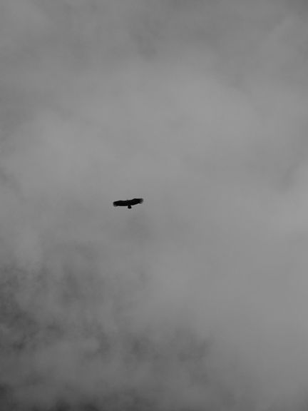 _DSF6229