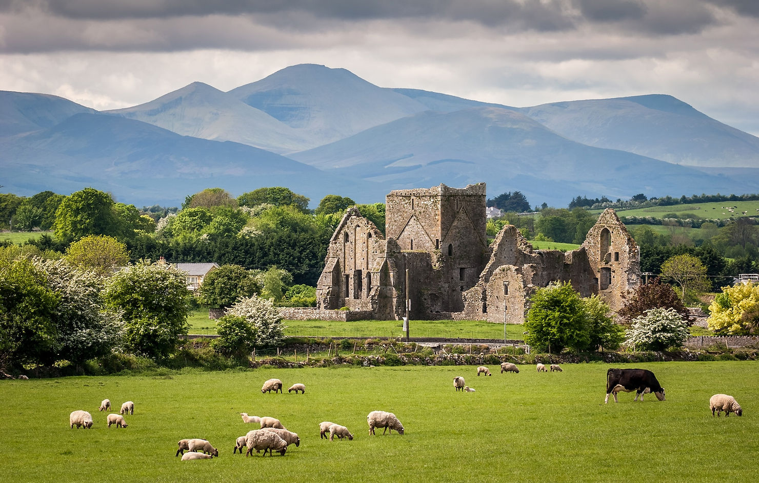 sheep and other animals grazing in ireland