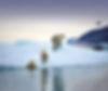 Luxury cruise in Greenland with polar bears. Luxury cruise travel agent in Arlington Virginia.