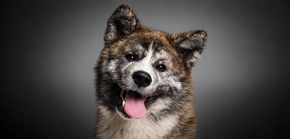 Happy Akita Portrait.webp