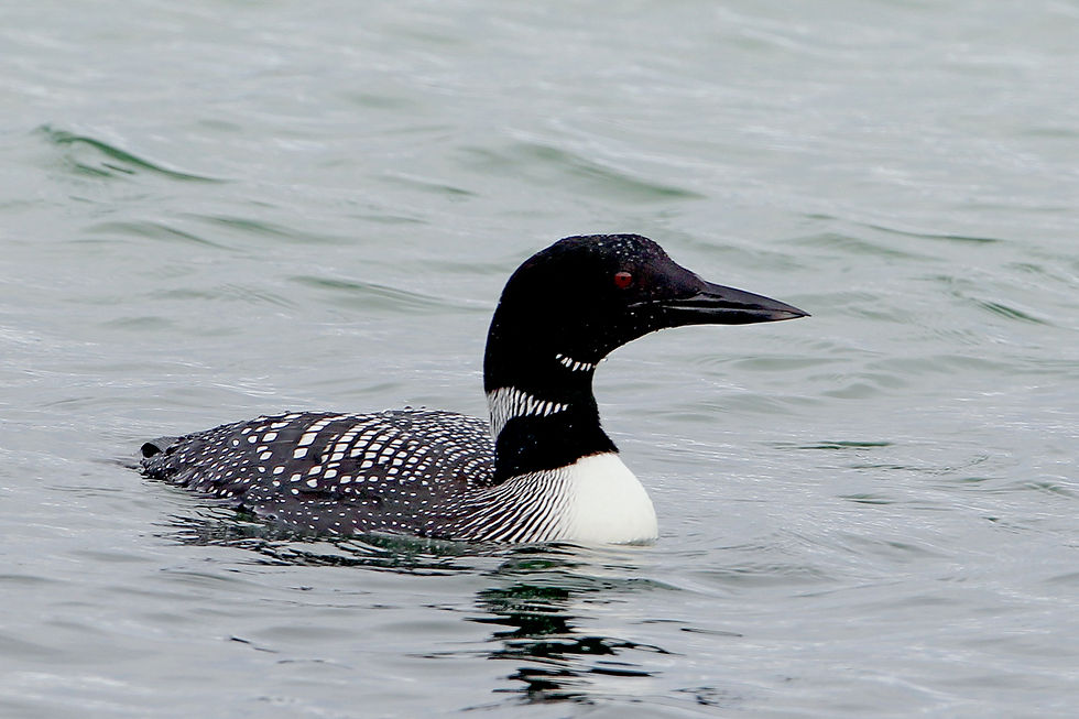 Great Northern Diver
