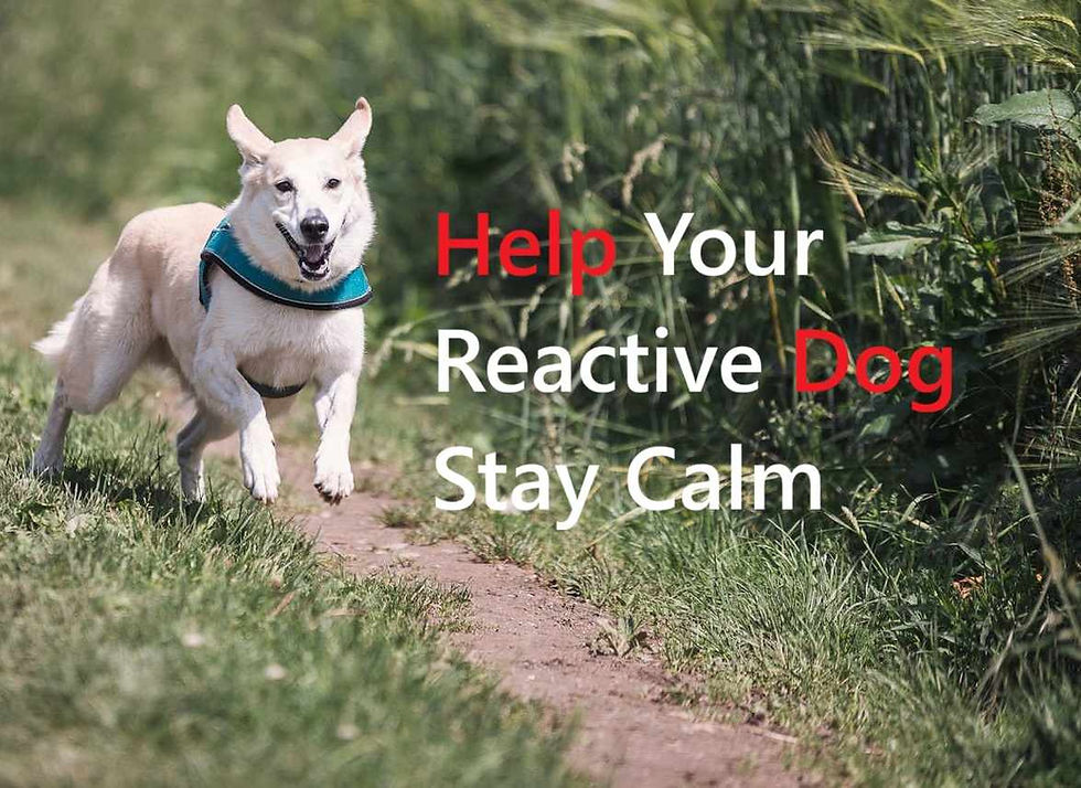 A dog running in the field