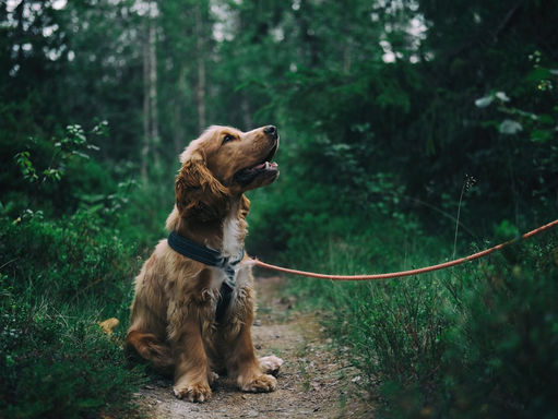 10 Heartwarming Reasons to Adopt Your Next Dog from a Shelter