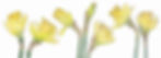 Beautiful Daffs lq.jpg