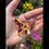 Thumbnail: Funeral Flower Keepsake Butterfly