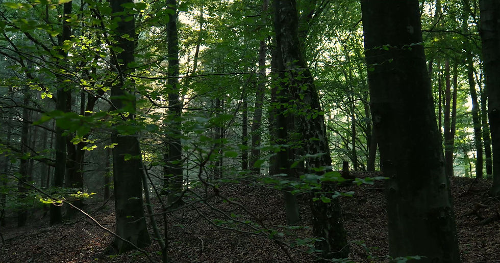 vecteezy_the-sun-shines-through-the-trees-in-a-forest_30904045.mp4