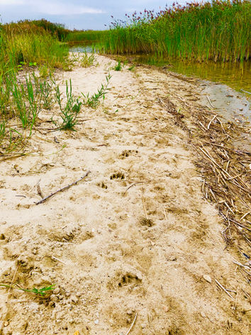 Goitzsche Wildnis | Goitzsche See | Goitzsche Seeregion