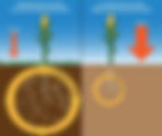 Soil Health 101: Building Living Soil